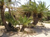 Palm Trees at Vai beach II