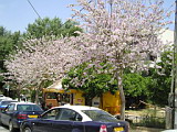 Flowering trees at Dicastilio
