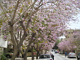 Flowering trees near Dicastilio