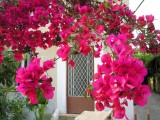 Spring Flowers in Chania