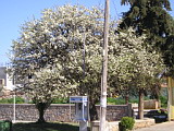 Floweting tree in Kounupidiana