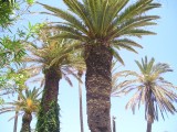 Palm Trees in Gerani